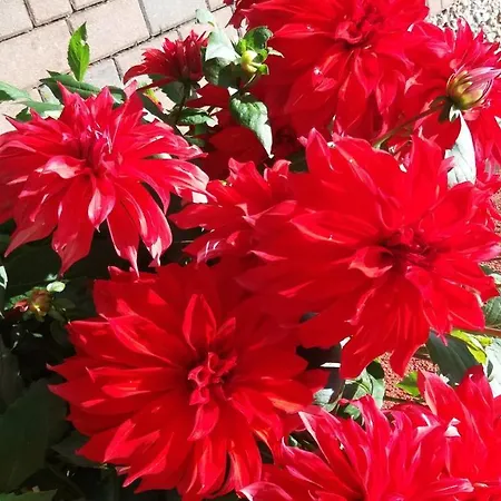 Kranichnest Mit Huehnerhof * Zingst