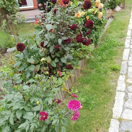 Kranichnest Mit Huehnerhof Zingst