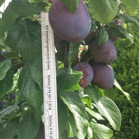 Kranichnest Mit Huehnerhof *