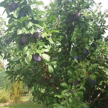 Kranichnest Mit Huehnerhof