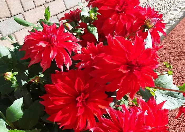 Kranichnest Mit Huehnerhof * Zingst