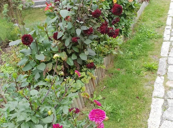 Kranichnest Mit Huehnerhof Zingst