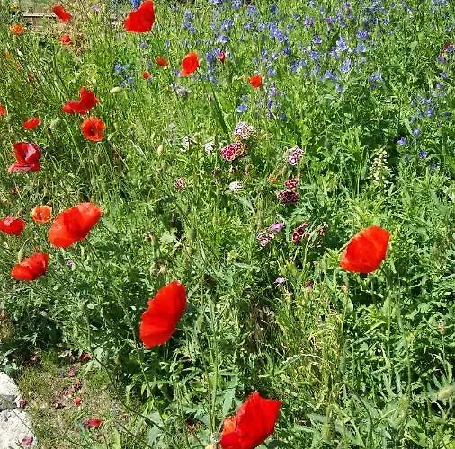 Appartamento Kranichnest Mit Huehnerhof
