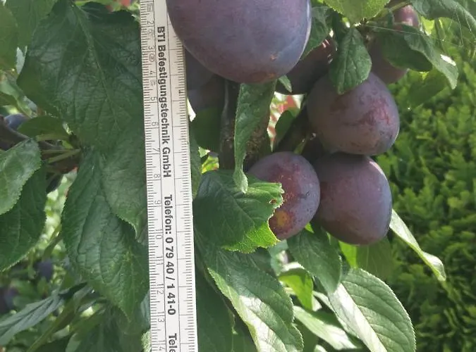 Kranichnest Mit Huehnerhof *