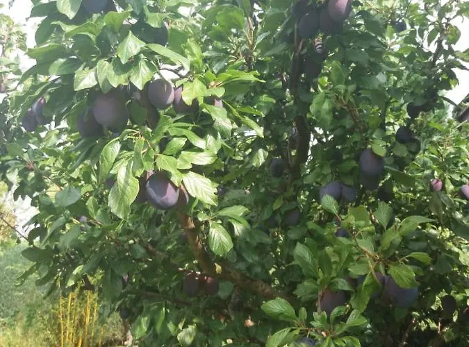 Kranichnest Mit Huehnerhof